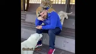 НАПАДЕНИЕ ТИГРОВ