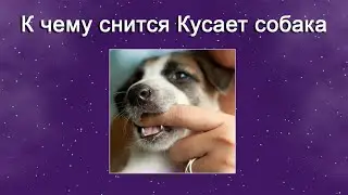 К чему снится Кусает собака – толкование сна по Соннику