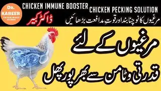 How to Save Chicken from Diseases Naturally | Poultry Farming in Pakistan and India