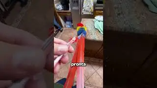 “Blood Feather”🦜