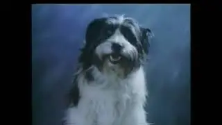 RSPCA dog ad (original)