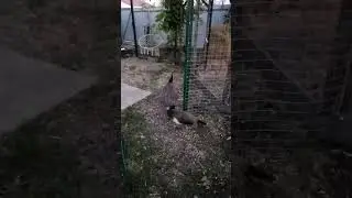 Павлины вечером идут домой сами, в вольер. 