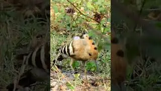 Eurasian Hoopoe | Upupa Epops | National Bird of Israel spotted in Kannur