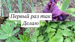 Высадила Помидоры в открытый грунт в апреле 🌿#рассадапомидор#жизньвдеревне
