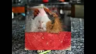 Я-свинка морская.🐹❤🐖💕🐽