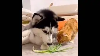 Husky Take Care His Tiny Kitten Friend