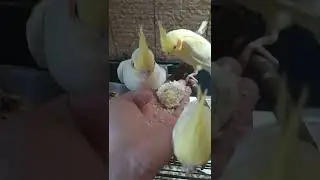 Мои птенчики жëстко едят с рук