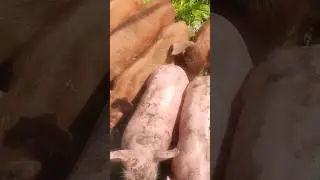 Продажа свиноматок         89385087788