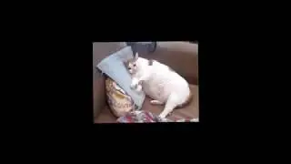 cat edit