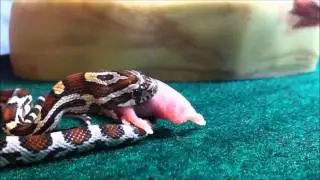 Feeding baby corn snake