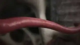 Osteointegracja