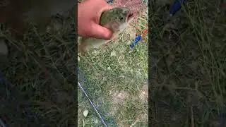 Իշխանի ձկնորսություն:)