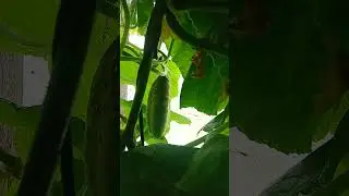Много цветов на огурцах,но все пустоцвет.