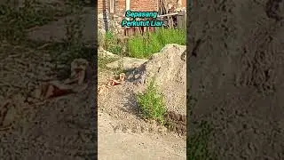 Burung perkutut liar