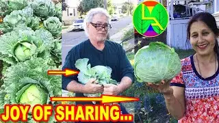 Growing Cabbage