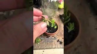 Love a little mini landscape that’s free! #freeplants #succulents #proplifting