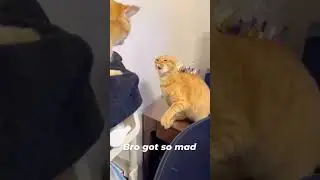 Bro get so mad #cat lover #cat #cat fight