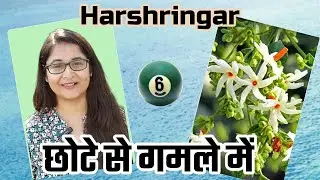 🔴HARSHRINGAR COMPLETE CARE,PARIJAT, NIGHT JASMINE हारश्रिंगार पारिजात #gardening #harshringar #plant