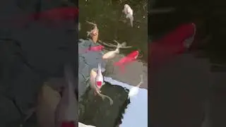 los peces