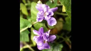Violette - Her Smile