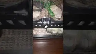 Repti Planet terrarium . Мои покупки .