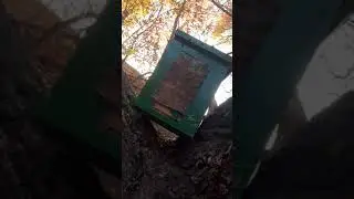 мой первый опыт с дикими пчёлами часть 2