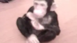 monkey
