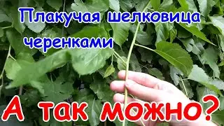 Размножение ПЛАКУЧЕЙ ШЕЛКОВИЦЫ черенками. Карликовая шелковица.