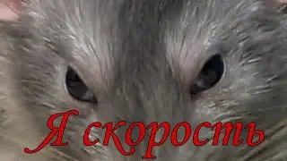 Я скорость! Я молния!