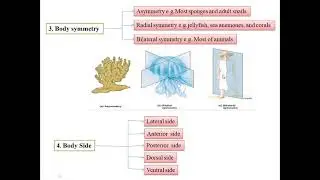 Basic Concept of Classification