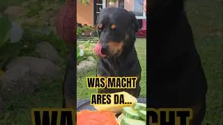 😂🥪 Ares was only supposed to watch it for a second…