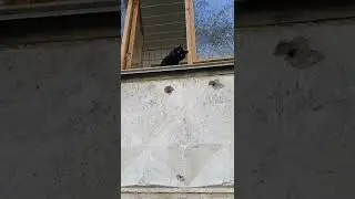 Чëрные НЕ значит НЕСЧАСТЛИВЫЕ!!!
