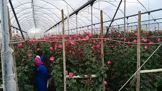 Вид на теплицу с розами при входе на плантацию в Эквадоре