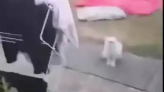 Странный кот