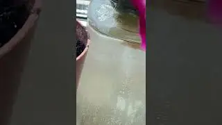 #ананас