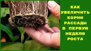 КАК УВЕЛИЧИТЬ КОРНИ РАССАДЫ В ПЕРВУЮ НЕДЕЛЮ