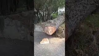 Gli occhi segreti del pino marittimo