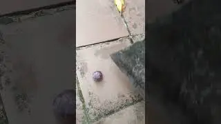 Казнь винограда
