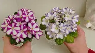 Фиалки у Алисы.Краткий обзор коллекции.