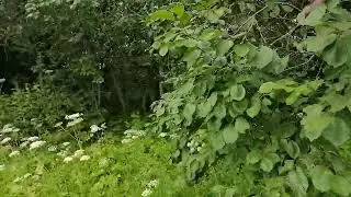 Рой привился в терновнике.