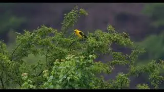 The Eurasian golden oriole (Oriolus oriolus).