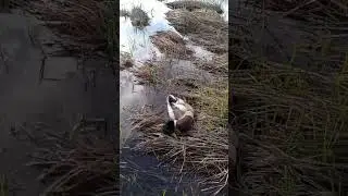 Открытие охоты!#охота #охотанагуся #hunting #открытиеохоты
