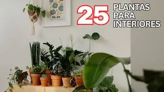 25 mejores plantas de interior con poca luz