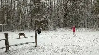 German shepherd  baby sitting outside