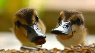 Baby brother & sister ducklings Playing together 😍