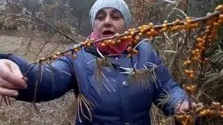 SEA BUCKTHORN. When and how to collect.