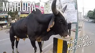 MATHURA - Another crazy few days in India!