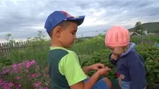 У племянника в гостях едим землянику