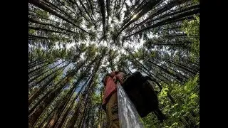 The FOREST / on my GoPro
