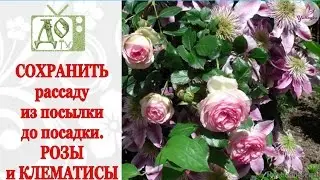 Купили РОЗЫ и КЛЕМАТИСЫ, а на улице - ЗАМОРОЗКИ. ЧТО ДЕЛАТЬ??? КАК их СОХРАНИТЬ до высадки в ГРУНТ?